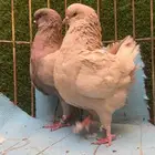 جوز كنق للبيع