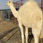بكرة للبيع لبانية