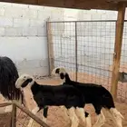 نجديه معها توم رخال