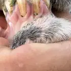فحل جرم ماشاءالله