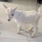 للبيع خروف قزمي ابيض
