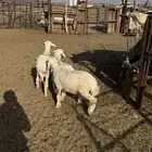 طليان