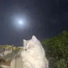 قطط