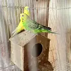 بادجي