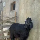 معزا عوارض دفيع بيذن الله