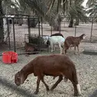 ذبايح سواكن وحريات