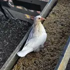 فروخ زغاليل