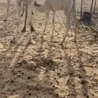 حاشي لباني عمره سبع شهور للبيع