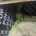 زوج درة نيبالي