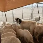 تيس فحل