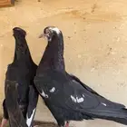 جوز قلابي