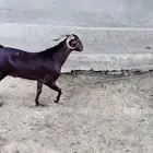 تيس فاخر للبيع