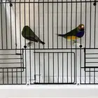 جوز قولدن فنش