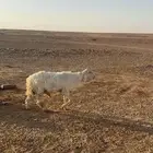 طلي رباع حري