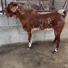 تيس فحل امرخ فاااخر جدا