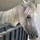 للبيع حصان شعبي
