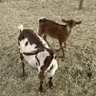 معزا جنوبية تحتها جفره
