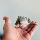 فروخ دره هندي