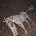 فرس عربيه