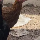 دجاج باكستاني