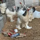 براهما اصل دم صافي