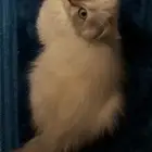 قطه للبيع