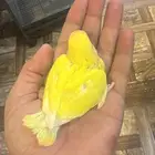 فروخ روز لاتينو