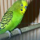 جوز طيور حب إنتاج