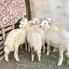 طليان حرية