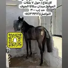 حصان أدهم شعبي