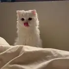 قطه مع كامل الاغراض