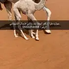 حواره طراح كفو باتليه