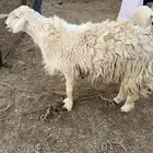 للبيع خروف حري و رفيد