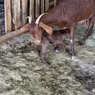 للبيع عنز عليها تيس