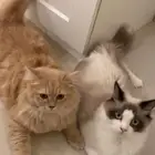 قطط للتبني