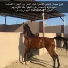 للبيع حصان