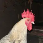 ديك بلدي و ديك بكستاني مهجن