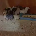 صوص بالحجز