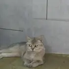 سكوتش