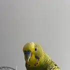 ببغاء بادجي
