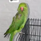 بغبغاء ذره اقبل البدل