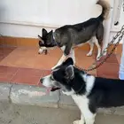 كلاب هاسكي اليفه جدا  والتطعيمات كلها كويسه ومعاه اوراقها