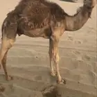 قعدان للبيع