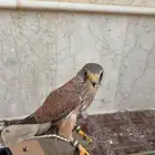 شبوط اليف للبيع