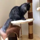 قط اسود مموج وشوكلت و رمادي ذكر للتبني