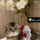 قطط سكوتش انثى دبل فولد شورت هير ذيل قصير حجمها صغير