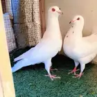 حمام مصري