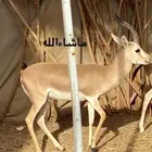ظبي للبيع