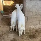 خروفين جبره