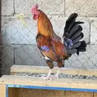 ديكين بلدي عربي